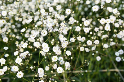 Close-up of white flowers