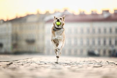 Portrait of dog standing at sunset