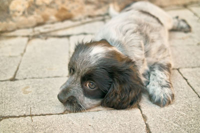 Dog lying on footpath