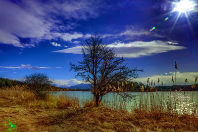 Trees against sky