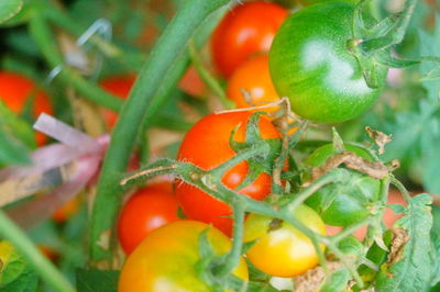 Close-up of tomatoes growing on plant