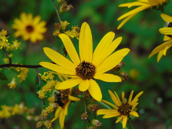 Close-up of yellow daisy blooming outdoors