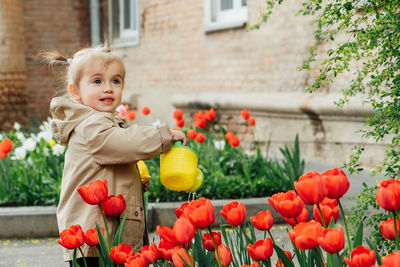 Spring gardening. cute toddler little girl in raincoat watering red tulips flowers in the spring