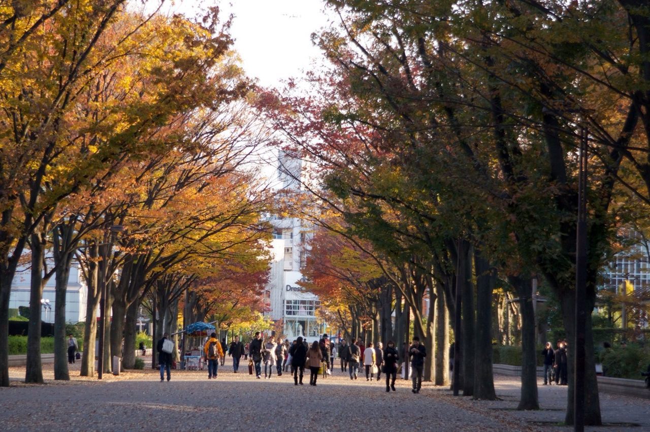 tree, men, person, walking, lifestyles, large group of people, the way forward, treelined, street, leisure activity, architecture, footpath, rear view, built structure, city, building exterior, diminishing perspective, city life, road