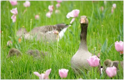 Ducks on field