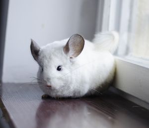 White rodent, chinchilla