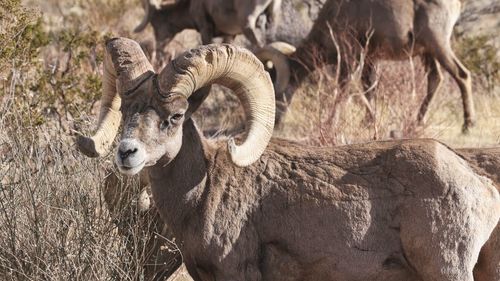 Bighorn sheep standing in a field