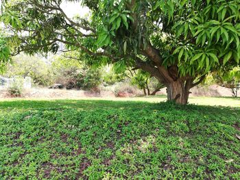 Trees on field