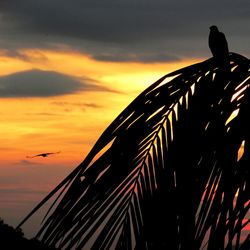 Low angle view of silhouette birds perching on orange sky