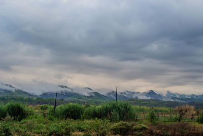 Scenic view of field against sky