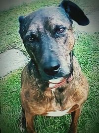 Close-up portrait of dog