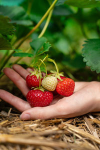Cropped hand holding strawberries