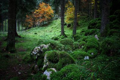 Trees in forest