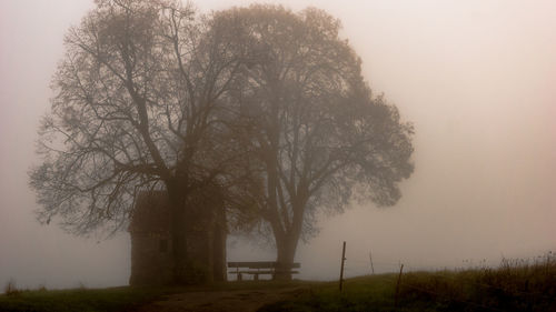 Trees on field against sky