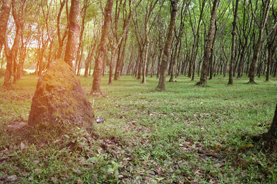 Trees in forest