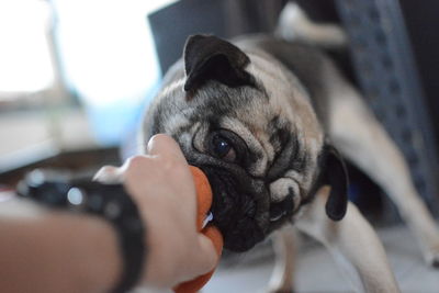 Close-up of dog with hand