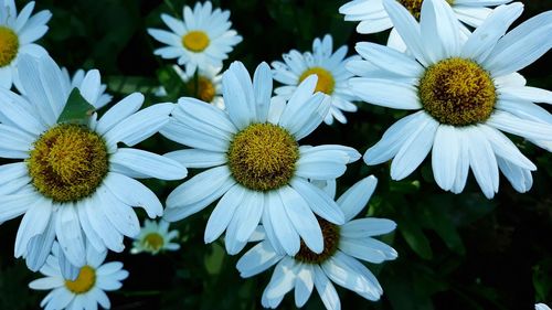 Close-up of white daisy flowers