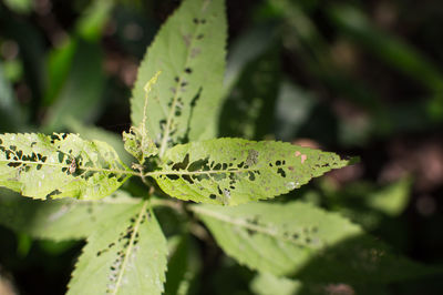 Close-up of wet plant leaves