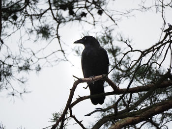Low angle view of bird perching on branch