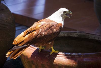 Close-up of bird perching on wood