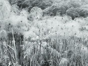 Close-up of stalks in field