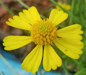 Close-up of yellow flower blooming outdoors