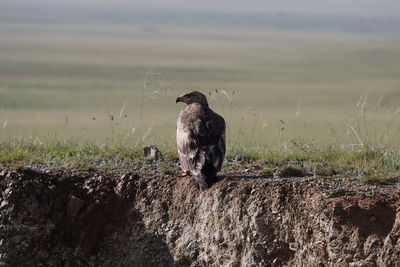 Bird perching on rock