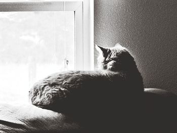 Cat resting on bed