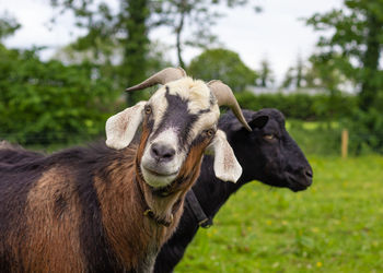Goats in ireland