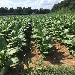 Plants growing on field