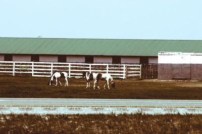 Horses in pen by stable against clear sky