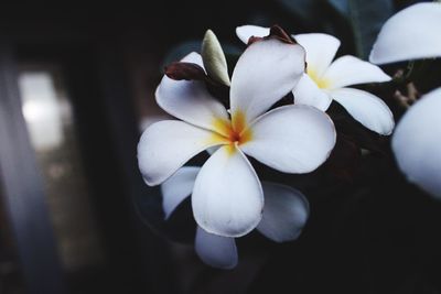 Close-up of white flowering plant