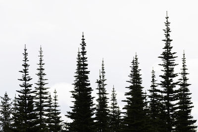 Trees against clear sky