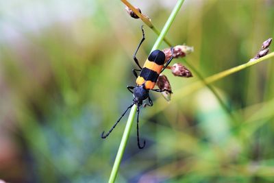 Close-up of insect on plant