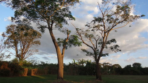 Trees on landscape against clear sky