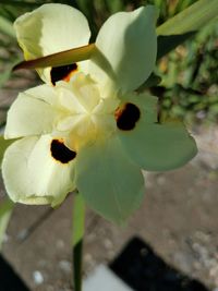 Close-up of white flowering plant