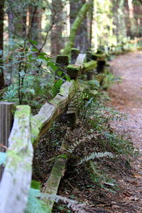 Close-up of moss on tree trunk