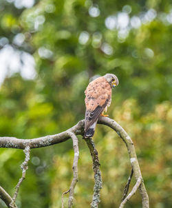 Bird perching on a branch