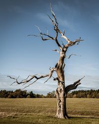Bare tree on field against sky