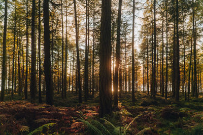 Trees in forest