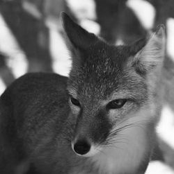 Close-up of fox looking away