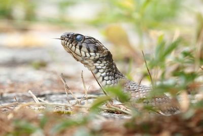 Close-up of snake on field