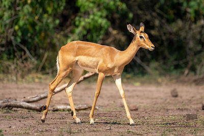 Female common impala crosses clearing watching camera