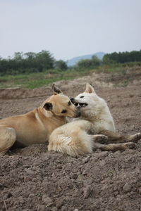 Sheep relaxing on a field