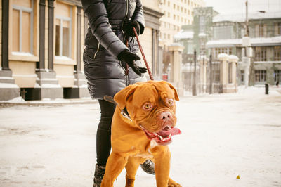 Low section of woman with dog walking on snow covered road