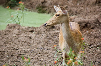 Deer  on field