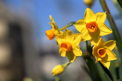 Close-up of yellow daffodil flowers