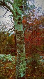 Low angle view of trees in forest