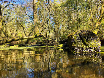 Reflection of trees in lake