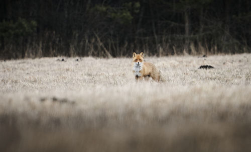 View of a cat on field